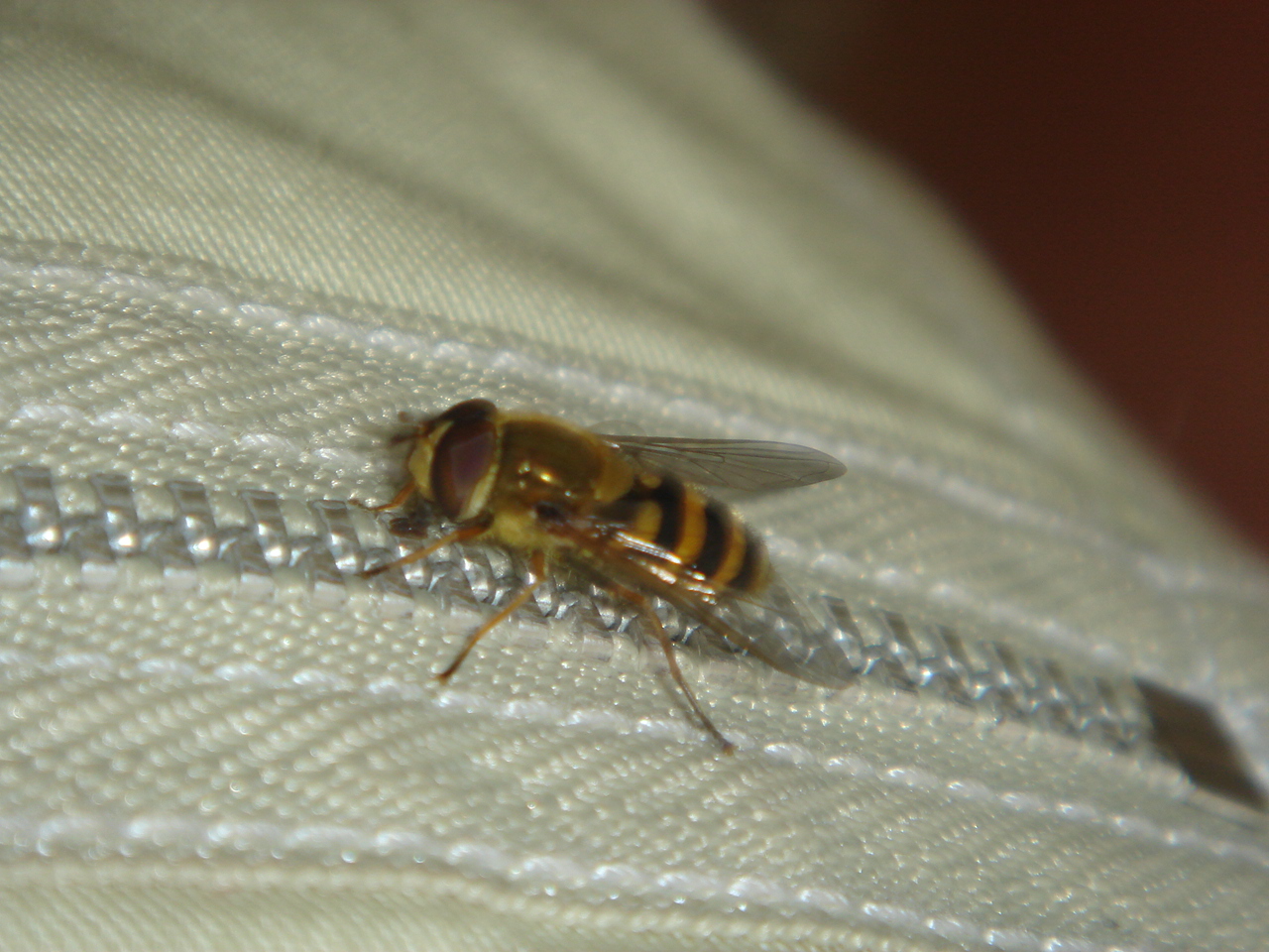DSC04704.JPG